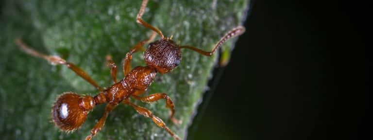 (DIY Tips) How to Do Your Own Preventative Pest Control at Home