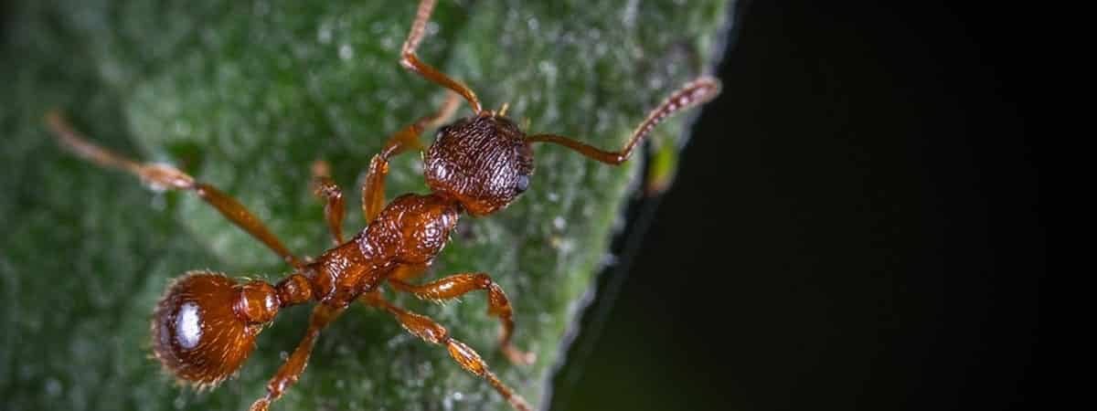 HOW TO DO YOUR OWN PREVENTATIVE PEST CONTROL AT HOME