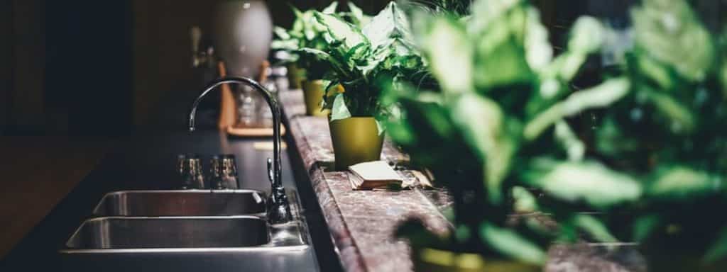 dehumidifying indoor plants