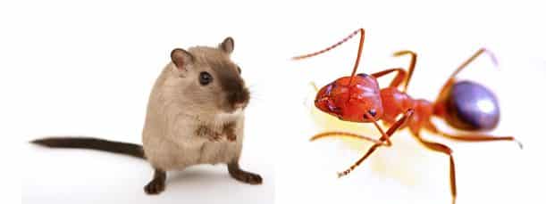 What’s the Best Electronic Pest Repeller? Ultrasonic Review & Guide