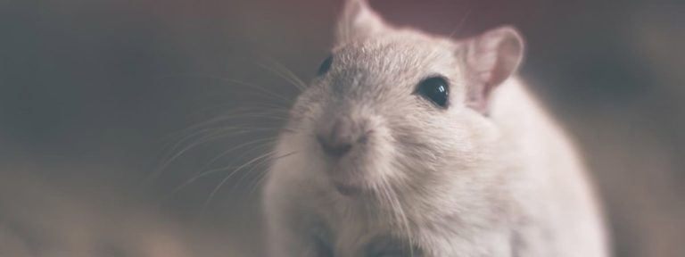 Why Pest Control is Important (& The Benefits of Pest Control)