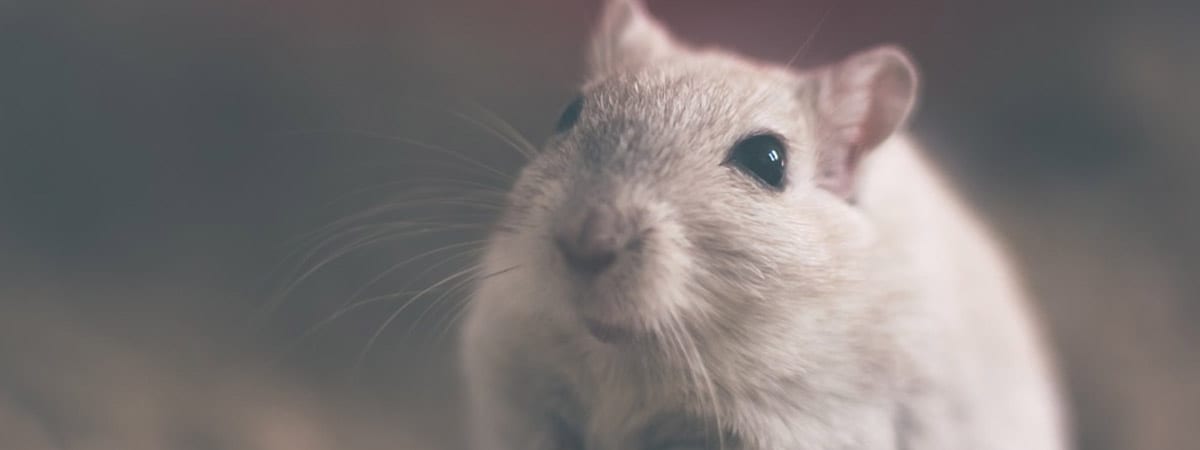 Why Pest Control is Important (& The Benefits of Pest Control)